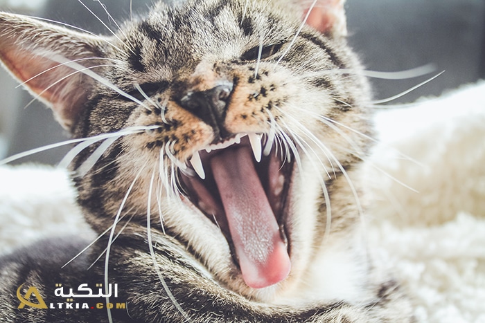 تفسير رؤية قطة تهاجمني وتعضني في المنام