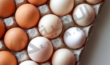 أسعار بورصة البيض اليوم