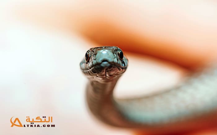 تفسير رؤية عضة الحية في المنام