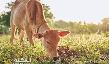 تفسير رؤية البقرة المربوطة في المنام