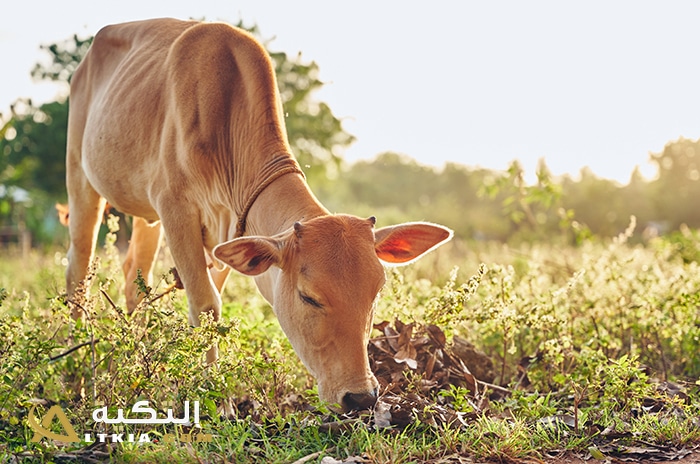 تفسير رؤية البقرة المربوطة في المنام