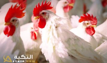أسعار الفراخ البيضاء اليوم