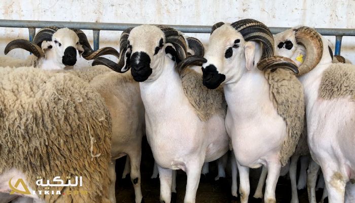حكم الاشتراك في الأضحية