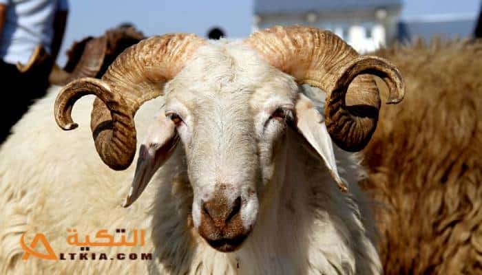 ماذا يقال عند ذبح الأضحية